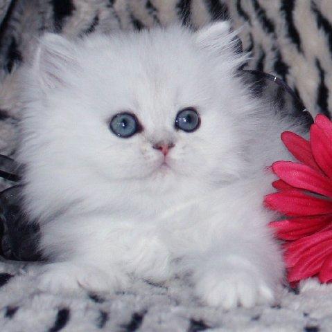 Bulkie white persian kittens for sale