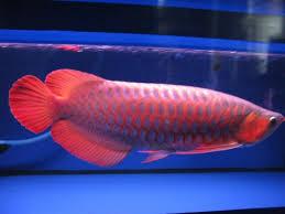 Arowana fishes for sale at affordable prices