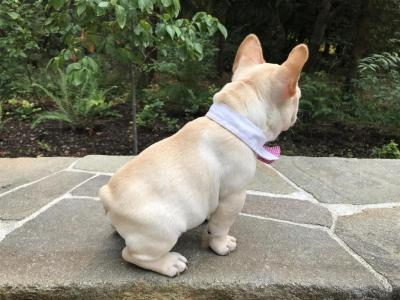 french bulldog puppies for sale