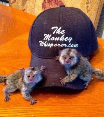 14 weeks Old marmoset Monkeys for Adoption, Pets in Armstrong, Florida