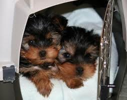 Yorkie puppies available and ready to go to their new homes