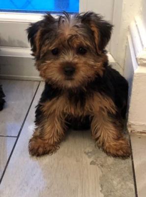 Yorkshire Terrier Pups