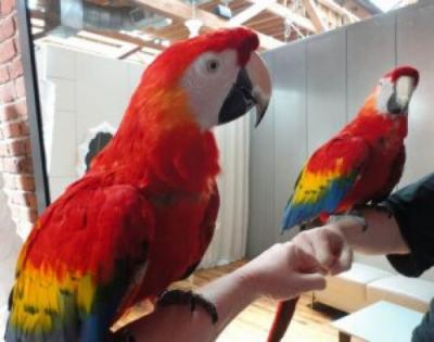 parrots and fertile parrot eggs for sale