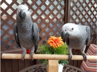  Congo African gray parrots for sale